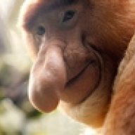 The Escaped Ape