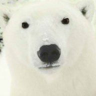 Polar Bear